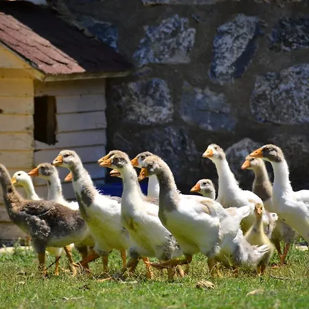 Апарт-отель Peninsula Pine Club Boutique &