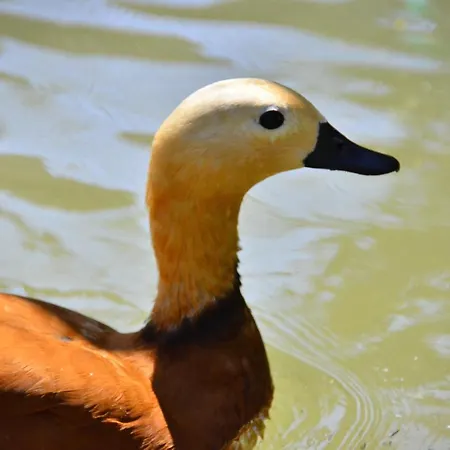 Peninsula Pine Club Boutique & Κουσάντασι