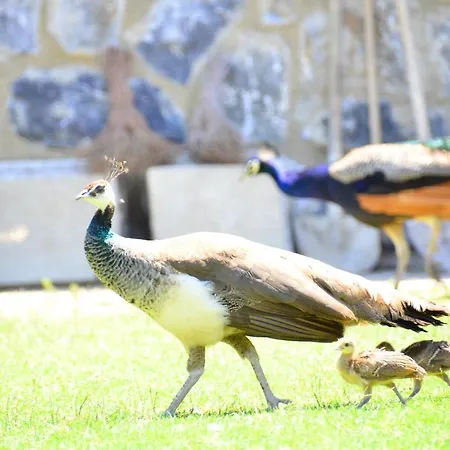 Peninsula Pine Club Boutique & Ξενοδοχείο με διαμερίσματα Κουσάντασι