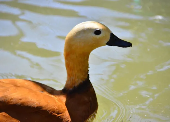 Peninsula Pine Club Boutique & Kusadası