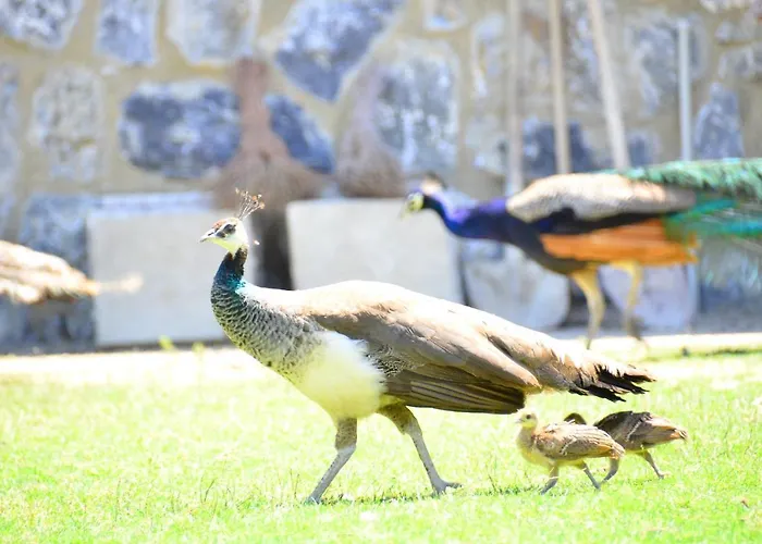 Peninsula Pine Club Boutique & - Islamic Concept Hotel de apartamente Kusadası