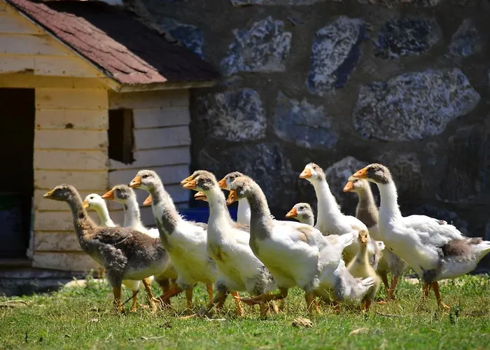 Apart Otel Peninsula Pine Club Boutique &